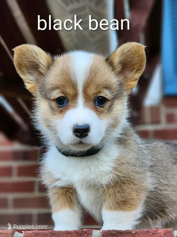 Bean – Pembroke Welsh Corgi puppy for sale in Winston-Salem, NC