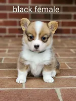 Bean, a female Pembroke Welsh Corgi for sale in Winston-Salem, NC – Photo 3 of 4