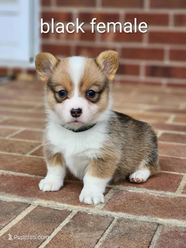 Bean – Pembroke Welsh Corgi puppy for sale in Winston-Salem, NC