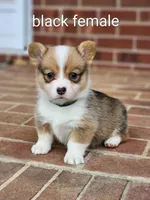 Bean, a female Pembroke Welsh Corgi for sale in Winston-Salem, NC – Photo 1 of 4