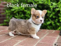 Bean, a female Pembroke Welsh Corgi for sale in Winston-Salem, NC – Photo 4 of 4