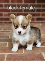Bean, a female Pembroke Welsh Corgi for sale in Winston-Salem, NC – Photo 2 of 4