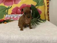Rebel AKC, a male Miniature Pinscher for sale in Winston-Salem, NC – 4 of 7