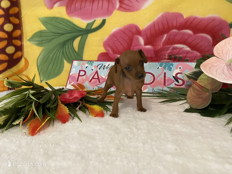Rebel AKC – Miniature Pinscher puppy for sale in Winston-Salem, NC