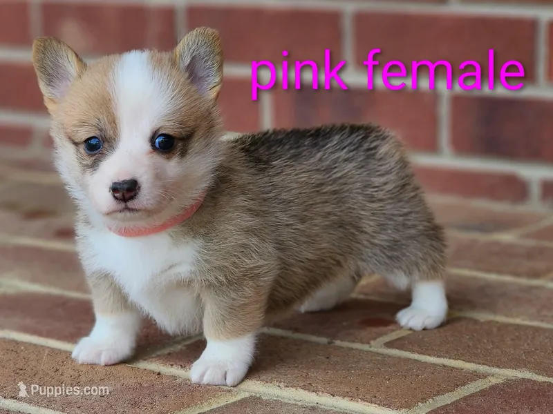 Piper – Pembroke Welsh Corgi puppy for sale in Winston-Salem, NC