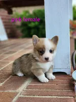 Piper, a female Pembroke Welsh Corgi for sale in Winston-Salem, NC – Photo 2 of 3