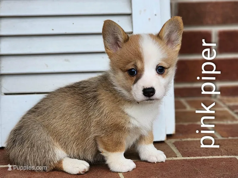 Piper – Pembroke Welsh Corgi puppy on hold in Winston-Salem, NC