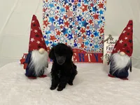 Bianca AKC, a female Poodle - Toy  for sale in Winston-Salem, NC – 2 of 4