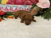 Rosie AKC, a female Miniature Pinscher for sale in Winston-Salem, NC – 6 of 6