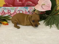 Ruby AKC, a female Miniature Pinscher for sale in Winston-Salem, NC – 4 of 6