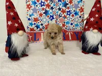 Biscuit AKC, a male Poodle - Toy  for sale in Winston-Salem, NC – 2 of 4