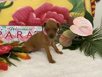 Rosie AKC, a female Miniature Pinscher for sale in Winston-Salem, NC – 3 of 6