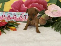 Rosie AKC, a female Miniature Pinscher for sale in Winston-Salem, NC – 5 of 6