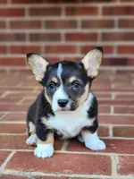 Cassie, a female Pembroke Welsh Corgi for sale in Winston-Salem, NC – Photo 2 of 2