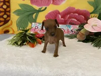Rebel AKC, a male Miniature Pinscher for sale in Winston-Salem, NC – 7 of 7