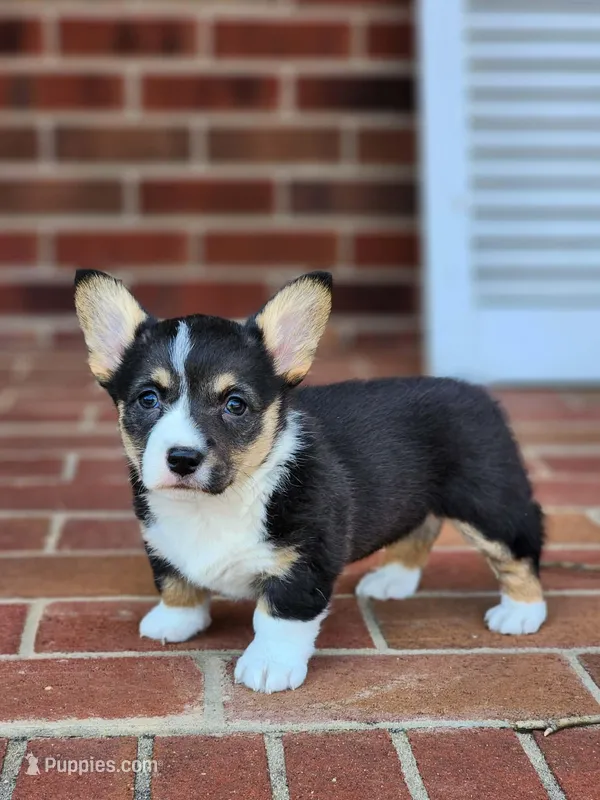 Cassie, a female Pembroke Welsh Corgi for sale in Winston-Salem, NC – Photo 1 of 3