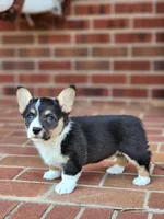 Cassie, a female Pembroke Welsh Corgi for sale in Winston-Salem, NC – Photo 3 of 3