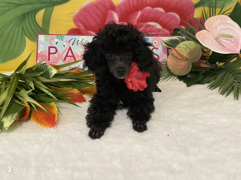 Bianca AKC – Poodle - Toy  puppy for sale in Winston-Salem, NC