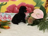 Tiny Toy, a female Poodle - Toy  for sale in Winston-Salem, NC – 5 of 5