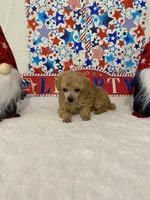 Brandy AKC, a female Poodle - Toy  for sale in Winston-Salem, NC – 3 of 4
