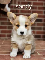 Sandy, a female Pembroke Welsh Corgi for sale in Winston-Salem, NC – 2 of 5