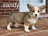Sandy, a female Pembroke Welsh Corgi for sale in Winston-Salem, NC – 3 of 5