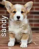Sandy, a female Pembroke Welsh Corgi for sale in Winston-Salem, NC – 5 of 5