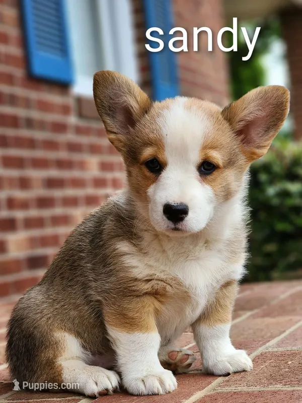 Sandy – Pembroke Welsh Corgi puppy for sale in Winston-Salem, NC