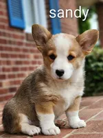 Sandy, a female Pembroke Welsh Corgi for sale in Winston-Salem, NC – 1 of 5