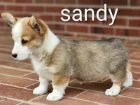 Sandy, a female Pembroke Welsh Corgi for sale in Winston-Salem, NC – 4 of 5
