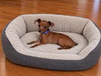 Rebel AKC, a male Miniature Pinscher for sale in Winston-Salem, NC – 3 of 4