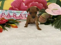 Rosie AKC, a female Miniature Pinscher for sale in Winston-Salem, NC – 4 of 6