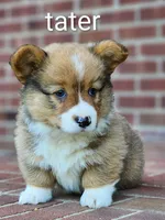 Tater, a male Pembroke Welsh Corgi for sale in Winston-Salem, NC – Photo 3 of 4