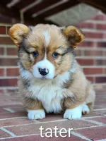 Tater, a male Pembroke Welsh Corgi for sale in Winston-Salem, NC – Photo 1 of 4