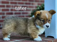 Tater, a male Pembroke Welsh Corgi for sale in Winston-Salem, NC – Photo 4 of 4