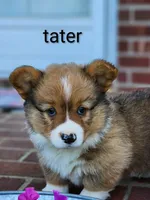 Tater, a male Pembroke Welsh Corgi for sale in Winston-Salem, NC – Photo 2 of 4