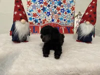 Bianca AKC, a female Poodle - Toy  for sale in Winston-Salem, NC – 3 of 4