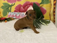 Rebel AKC, a male Miniature Pinscher for sale in Winston-Salem, NC – 2 of 7