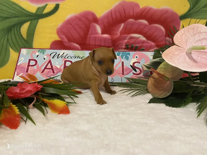 Ruby AKC – Miniature Pinscher puppy for sale in Winston-Salem, NC
