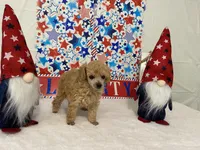 Brandy AKC, a female Poodle - Toy  for sale in Winston-Salem, NC – 4 of 4