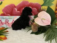 Tiny Toy, a female Poodle - Toy  for sale in Winston-Salem, NC – 3 of 5