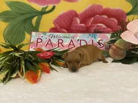 Ruby AKC, a female Miniature Pinscher for sale in Winston-Salem, NC – 5 of 6