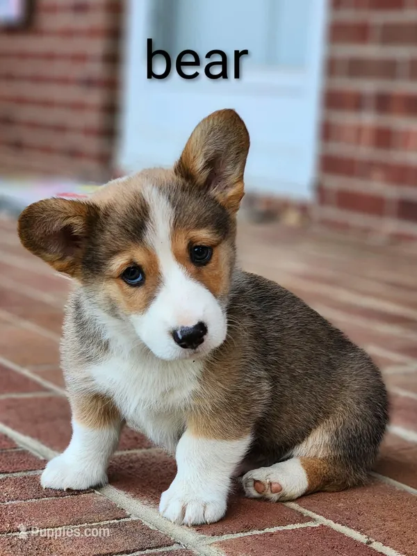 Bear, a male Pembroke Welsh Corgi for sale in Winston-Salem, NC – Photo 1 of 3