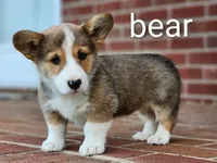 Bear, a male Pembroke Welsh Corgi for sale in Winston-Salem, NC – Photo 3 of 3