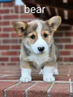 Bear, a male Pembroke Welsh Corgi for sale in Winston-Salem, NC – Photo 2 of 3