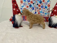 Brandy AKC, a female Poodle - Toy  for sale in Winston-Salem, NC – 2 of 4