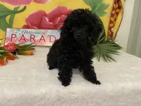 Tiny Toy, a female Poodle - Toy  for sale in Winston-Salem, NC – 2 of 5
