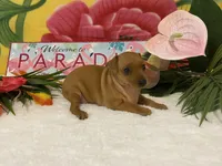 Ruby AKC, a female Miniature Pinscher for sale in Winston-Salem, NC – 2 of 6