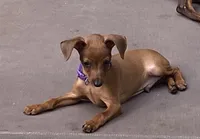 Rebel AKC, a male Miniature Pinscher for sale in Winston-Salem, NC – 4 of 4