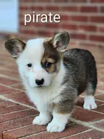 Pirate, a male Pembroke Welsh Corgi for sale in Winston-Salem, NC – Photo 4 of 4